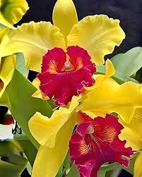 Yellow Cattleya Hybrida Flower seeds for Planting Shade Tolerant, Heirloom & GMO Free Seeds for Home Garden vegetable and garden seeds