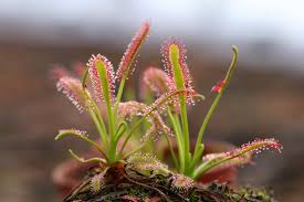 Mixed Drosera Chrysolepis Flower seeds for Planting Long Bloom Season, Heirloom & GMO Free Seeds for Home Garden vegetable and garden seeds