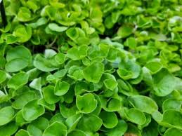 Emerald Falls Dichondra House Flower seeds for Planting Fragrant Blossoms, Heirloom & GMO Free Seeds for Home Garden vegetable and garden seeds
