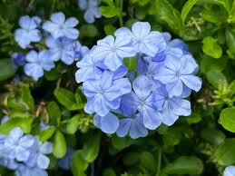 High quality Plumbago Flower seeds for Planting Cut Flower Favorite, Heirloom & GMO Free Seeds for Home Garden seeds pack