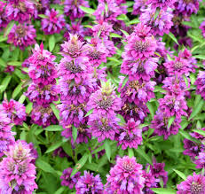 Violet Citriodora Flower seeds for Planting Compact Growth, Heirloom & GMO Free Seeds for Home Garden seeds for planting
