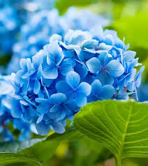 Sky Blue Green Geranium Flower Seeds for Planting - Hardy Variety, Heirloom & GMO Free Seeds for Home Garden