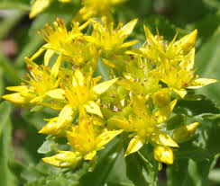 Yellow Aizoon Flower seeds for Planting Perfect for Borders, Heirloom & GMO Free Seeds for Home Garden vegetable and garden seeds