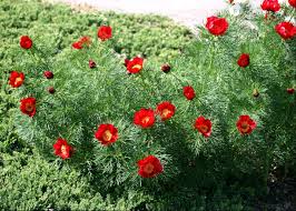 Paeonia Tenuifolia Flower seeds for Planting Shade Tolerant, Heirloom & GMO Free Seeds for Home Garden vegetable and garden seeds