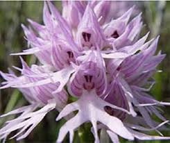 Purple Pyramid Monkey Orchid Flower seeds for Planting Garden Favorite, Heirloom & GMO Free Seeds for Home Garden seeds for planting
