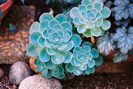 High quality Sky Blue Echeveria Purpusorum Flower seeds for Planting Seasonal Bloomer, Heirloom & GMO Free Seeds for Home Garden seeds pack