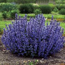 Blue Catmint Flower Seeds for Planting Heirloom, Non GMO, High Germination Organic Garden Seeds seeds for planting
