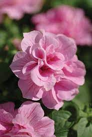 Double Petunia Flower seeds for Planting Premium Quality, Heirloom & GMO Free Seeds for Home Garden seeds for planting
