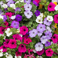 Mix Petunia Flower seeds for Planting Sun Loving, Heirloom & GMO Free Seeds for Home Garden seeds for planting