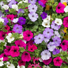Mix Petunia Flower seeds for Planting Sun Loving, Heirloom & GMO Free Seeds for Home Garden seeds for planting
