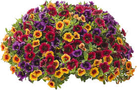 High quality Mixed Superbells Petunia Seeds Flower seeds for Planting Pollinator Friendly, Heirloom & GMO Free Seeds for Home Garden seeds pack