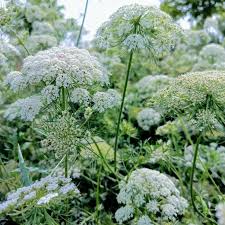 Scotch Lovage (Ligusticum scoticum) Flower seeds for Planting Wildflower Mix, Heirloom & GMO Free Seeds for Home Garden vegetable and garden seeds