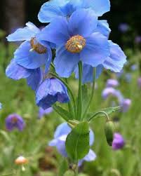 Meconopsis Flower seeds for Planting Cut Flower Favorite, Heirloom & GMO Free Seeds for Home Garden seeds for home gardening