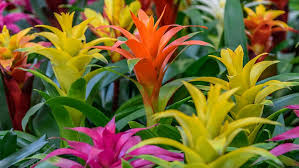 Mixed Bromeliad Tillandsia Flower seeds for Planting - Garden Favorite, Heirloom & GMO Free Seeds for Home Garden