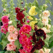 Mix Hollyhock Flower seeds for Planting Cut Flower Favorite, Heirloom & GMO Free Seeds for Home Garden vegetable and garden seeds