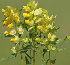 Yellow Rattle Flower seeds for Planting - Bright Blooms, Heirloom & GMO Free Seeds for Home Garden