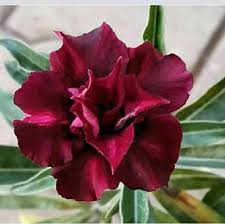 Maroon Adenium Flower seeds for Planting Garden Favorite, Heirloom & GMO Free Seeds for Home Garden vegetable and garden seeds