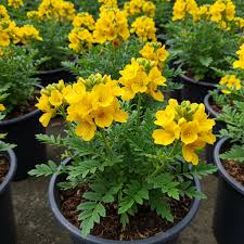 High quality Yellow Senna Flower seeds for Planting Sun Loving, Heirloom & GMO Free Seeds for Home Garden seeds pack