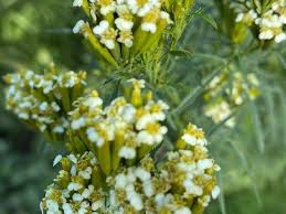 Yellow Tagetes Minuta Flower seeds for Planting Drought Tolerant, Heirloom & GMO Free Seeds for Home Garden vegetable and garden seeds