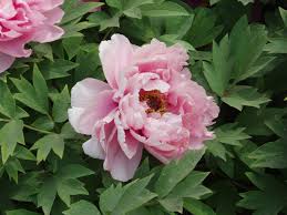 Pink Paeonia Flower seeds for Planting Vibrant Colors, Heirloom & GMO Free Seeds for Home Garden seeds collection for gardeners