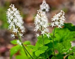 White Tiarella Trifoliata Flower seeds for Planting Colorful Display, Heirloom & GMO Free Seeds for Home Garden seeds for planting