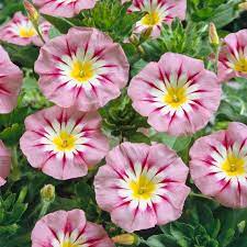 Pink Yellow Leucanthemum Flower seeds for Planting Easy to Grow, Heirloom & GMO Free Seeds for Home Garden seeds for planting