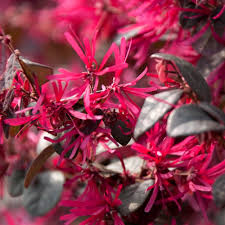 Red Loropetalum Flower seeds for Planting Vibrant Colors, Heirloom & GMO Free Seeds for Home Garden seeds for planting