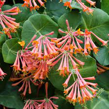 Lonicera Sempervirens Flower seeds for Planting Vibrant Colors, Heirloom & GMO Free Seeds for Home Garden seeds for planting