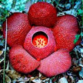 Red Conophytum Flower seeds for Planting Shade Tolerant, Heirloom & GMO Free Seeds for Home Garden seeds for planting