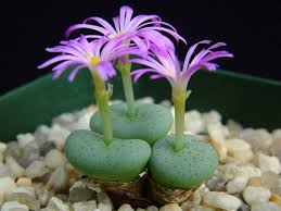 Green Conophytum Ratum Flower seeds for Planting Garden Favorite, Heirloom & GMO Free Seeds for Home Garden seeds for planting