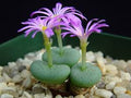 Green Conophytum Ratum Flower seeds for Planting Garden Favorite, Heirloom & GMO Free Seeds for Home Garden seeds for planting