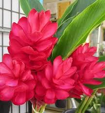 Premium Red Curcuma Aeruginosa Flower seeds for Planting Hardy Variety, Heirloom & GMO Free Seeds for Home Garden seeds
