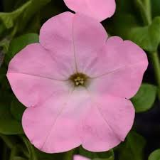 Premium Baby Pink Petunia Hybrida Flower seeds for Planting Garden Favorite, Heirloom & GMO Free Seeds for Home Garden seeds