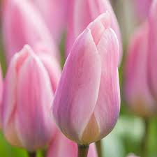 Premium Baby Pink Tulip Flower seeds for Planting Hardy Variety, Heirloom & GMO Free Seeds for Home Garden seeds