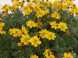 High quality Yellow Bidens Sunshine Flower seeds for Planting Vibrant Colors, Heirloom & GMO Free Seeds for Home Garden seeds pack