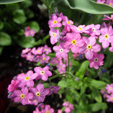 Premium Pink Myosotis Flower seeds for Planting Pollinator Friendly, Heirloom & GMO Free Seeds for Home Garden seeds