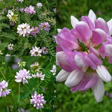 Premium Purple Coronilla Flower seeds for Planting Cottage Garden Essential, Heirloom & GMO Free Seeds for Home Garden seeds