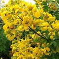 Yellow Senna Flower seeds for Planting Sun Loving, Heirloom & GMO Free Seeds for Home Garden seeds for planting