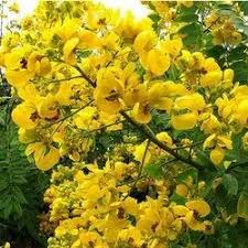 Yellow Senna Flower seeds for Planting Sun Loving, Heirloom & GMO Free Seeds for Home Garden seeds for planting
