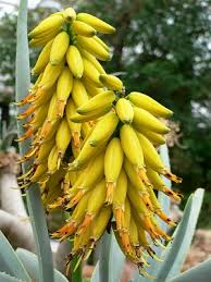 Yellow Aloe Dichotoma Flower seeds for Planting Perfect for Borders, Heirloom & GMO Free Seeds for Home Garden seeds for planting