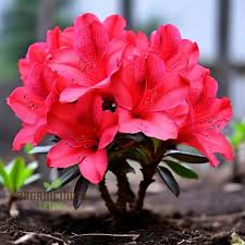 Light Red Azalea Flower seeds for Planting - Cut Flower Favorite, Heirloom & GMO Free Seeds for Home Garden