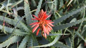 Mixed Aloe Vera Flower seeds for Planting - Cottage Garden Essential, Heirloom & GMO Free Seeds for Home Garden