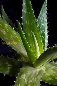 Light Green Aloe Vera Flower seeds for Planting - Low Maintenance, Heirloom & GMO Free Seeds for Home Garden