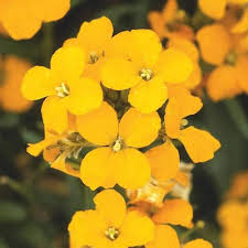 Yellow Wallflower Flower seeds for Planting Premium Quality, Heirloom & GMO Free Seeds for Home Garden seeds for planting