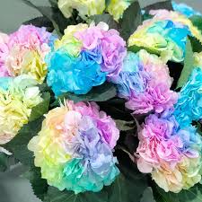 High quality Pastel Rainbow Hydrangea Flower seeds for Planting Long Bloom Season, Heirloom & GMO Free Seeds for Home Garden seeds pack