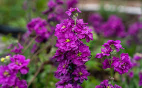 High quality Violet Matthiola Flower seeds for Planting Sun Loving, Heirloom & GMO Free Seeds for Home Garden seeds pack
