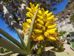 Premium Yellow Aloe Dichotoma Flower seeds for Planting Perfect for Borders, Heirloom & GMO Free Seeds for Home Garden seeds