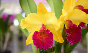 Premium Yellow Cattleya Hybrida Flower seeds for Planting Shade Tolerant, Heirloom & GMO Free Seeds for Home Garden seeds