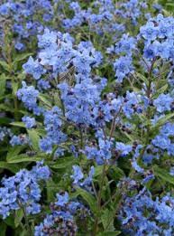 High quality Cynoglossum Flower seeds for Planting Hardy Variety, Heirloom & GMO Free Seeds for Home Garden seeds pack