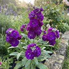 Violet Matthiola Flower seeds for Planting Sun Loving, Heirloom & GMO Free Seeds for Home Garden seeds for planting